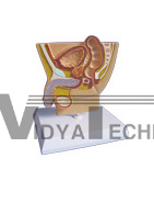 The model of male pelvic cavity